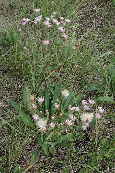 Erigeron muralis \ Sptes Berufkraut / Late Fleabane, A Seewinkel, Apetlon 26.9.2022
