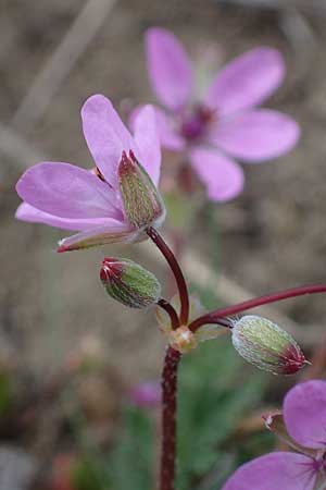 Erodium cicutarium \ Gewhnlicher Reiherschnabel / Common Crane's-Bill, Philary, A Breitenbrunn 3.4.2023