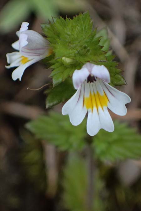 Euphrasia rostkoviana \ Gewhnlicher Augentrost / Common Eyebright, A Admont 3.7.2024