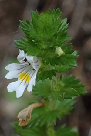 Euphrasia rostkoviana \ Gewhnlicher Augentrost / Common Eyebright, A Admont 3.7.2024