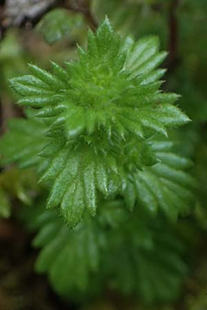 Euphrasia rostkoviana \ Gewhnlicher Augentrost / Common Eyebright, A Admont 3.7.2024