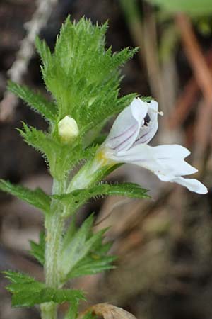 Euphrasia rostkoviana \ Gewhnlicher Augentrost / Common Eyebright, A Admont 3.7.2024