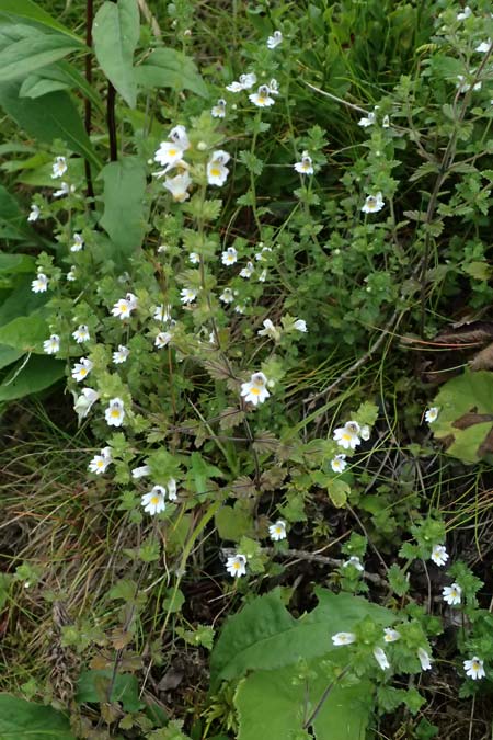 Euphrasia rostkoviana \ Gewhnlicher Augentrost / Common Eyebright, A Admont 3.7.2024