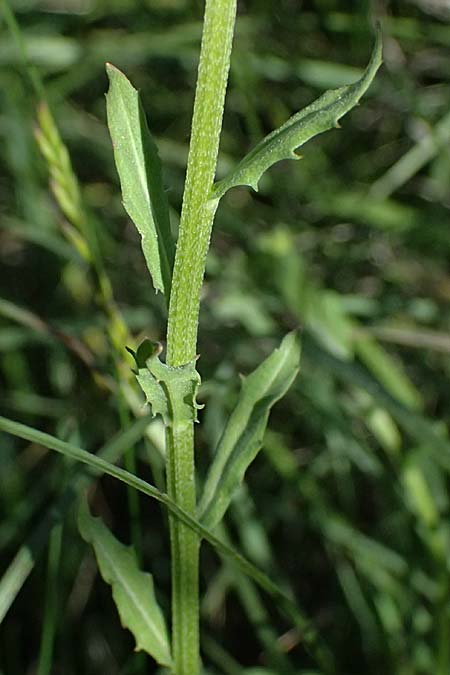 Erysimum repandum \ Brach-Schterich, Ausgespreizter Schterich / Spreading Treacle Mustard, A Hainburg 10.5.2025