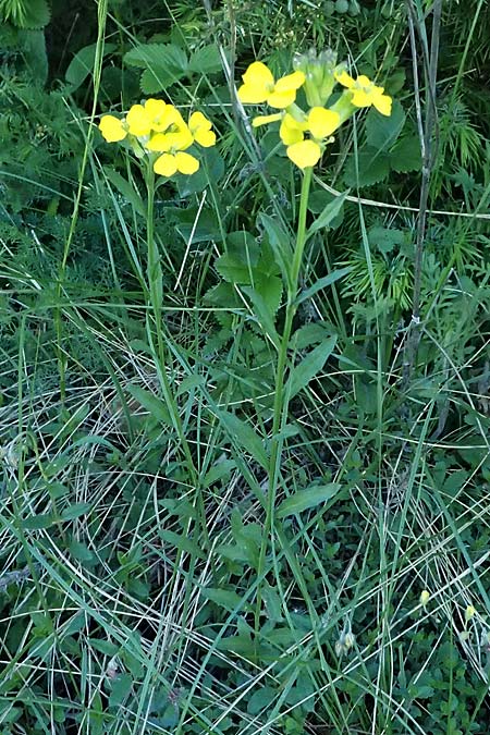 Erysimum odoratum \ Honig-Schterich, Wohlriechender Schterich / Odorant Treacle Mustard, A Hainburg 14.5.2022