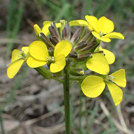 Erysimum sylvestre \ Lack-Sch�terich, Felsen-Sch�terich / Wood Treacle Mustard, A Bad V&ouml;slau 12.5.2025