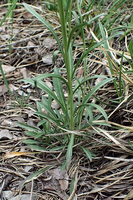 Erysimum sylvestre \ Lack-Sch�terich, Felsen-Sch�terich / Wood Treacle Mustard, A Bad V&ouml;slau 12.5.2025