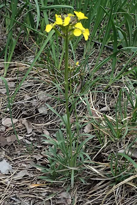 Erysimum sylvestre \ Lack-Sch�terich, Felsen-Sch�terich / Wood Treacle Mustard, A Bad V&ouml;slau 12.5.2025