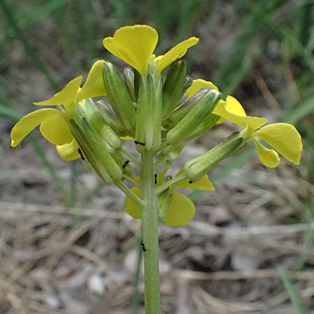 Erysimum sylvestre \ Lack-Sch�terich, Felsen-Sch�terich / Wood Treacle Mustard, A Bad V&ouml;slau 12.5.2025