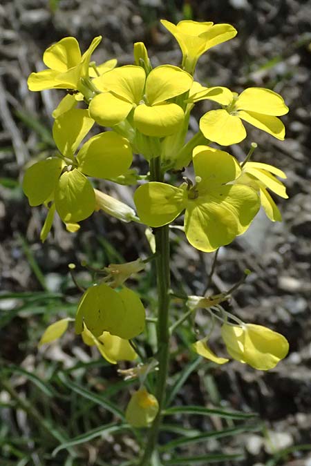 Erysimum sylvestre \ Lack-Sch�terich, Felsen-Sch�terich / Wood Treacle Mustard, A Felbertauern 14.5.2025
