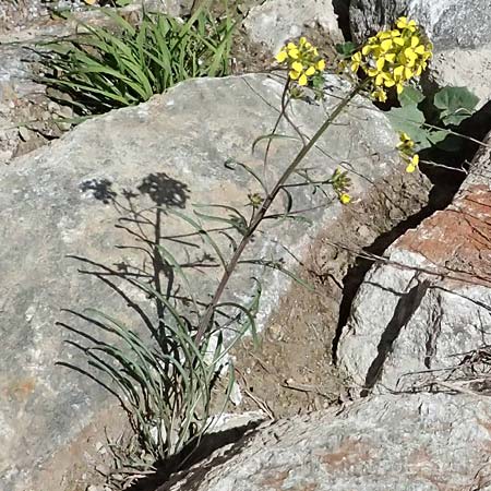 Erysimum sylvestre \ Lack-Sch�terich, Felsen-Sch�terich / Wood Treacle Mustard, A Osttirol, Matrei 14.5.2025
