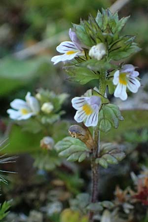 Euphrasia minima \ Zwerg-Augentrost / Dwarf Eyebright, A Großglockner 11.8.2025