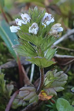 Euphrasia minima \ Zwerg-Augentrost / Dwarf Eyebright, A Großglockner 11.8.2025