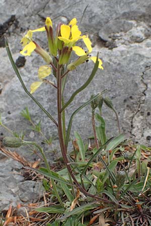Erysimum sylvestre \ Lack-Sch�terich, Felsen-Sch�terich / Wood Treacle Mustard, A K&auml;rnten/Carinthia, Hochobir 19.5.2016