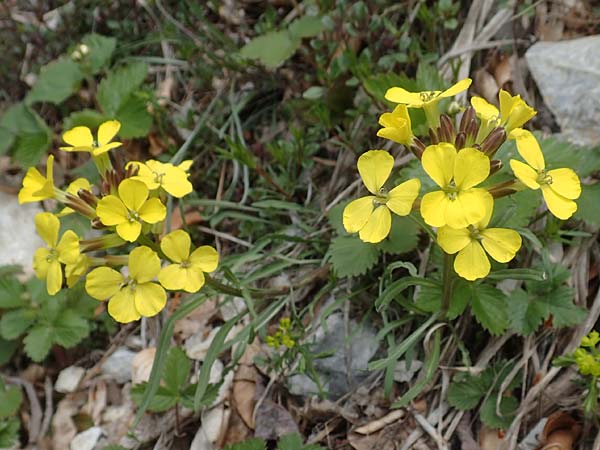 Erysimum sylvestre \ Lack-Sch�terich, Felsen-Sch�terich / Wood Treacle Mustard, A K&auml;rnten/Carinthia, Hochobir 19.5.2016