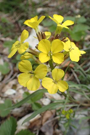 Erysimum sylvestre \ Lack-Sch�terich, Felsen-Sch�terich / Wood Treacle Mustard, A K&auml;rnten/Carinthia, Hochobir 19.5.2016