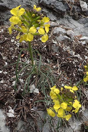 Erysimum sylvestre \ Lack-Sch�terich, Felsen-Sch�terich / Wood Treacle Mustard, A K&auml;rnten/Carinthia, Hochobir 19.5.2016