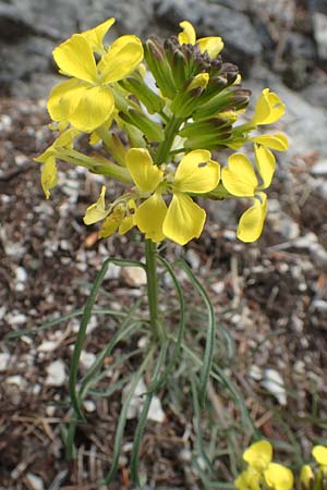 Erysimum sylvestre \ Lack-Sch�terich, Felsen-Sch�terich / Wood Treacle Mustard, A K&auml;rnten/Carinthia, Hochobir 19.5.2016