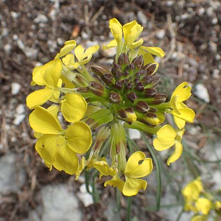 Erysimum sylvestre \ Lack-Sch�terich, Felsen-Sch�terich / Wood Treacle Mustard, A K&auml;rnten/Carinthia, Hochobir 19.5.2016