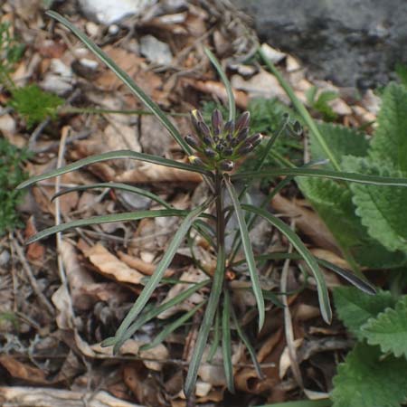 Erysimum sylvestre \ Lack-Sch�terich, Felsen-Sch�terich / Wood Treacle Mustard, A K&auml;rnten/Carinthia, Hochobir 19.5.2016