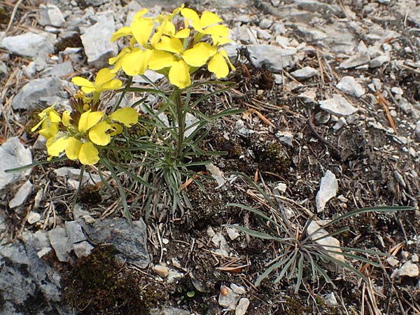 Erysimum sylvestre \ Lack-Sch�terich, Felsen-Sch�terich / Wood Treacle Mustard, A K&auml;rnten/Carinthia, Hochobir 19.5.2016