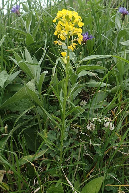 Erysimum sylvestre \ Lack-Sch�terich, Felsen-Sch�terich / Wood Treacle Mustard, A Pusterwald, Eiskar 1.7.2019