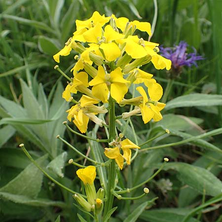 Erysimum sylvestre \ Lack-Sch�terich, Felsen-Sch�terich / Wood Treacle Mustard, A Pusterwald, Eiskar 1.7.2019