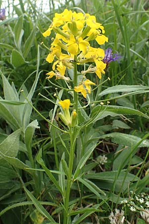 Erysimum sylvestre \ Lack-Sch�terich, Felsen-Sch�terich / Wood Treacle Mustard, A Pusterwald, Eiskar 1.7.2019