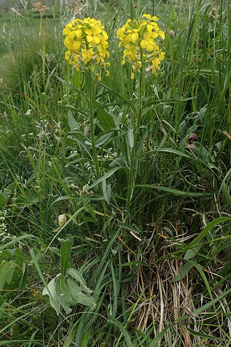 Erysimum sylvestre \ Lack-Sch�terich, Felsen-Sch�terich / Wood Treacle Mustard, A Pusterwald, Eiskar 1.7.2019