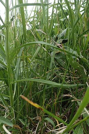 Erysimum sylvestre \ Lack-Sch�terich, Felsen-Sch�terich / Wood Treacle Mustard, A Pusterwald, Eiskar 1.7.2019