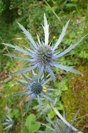 Eryngium alpinum \ Alpen-Mannstreu / Alpine Eryngo, A Bad Aussee Botan. Gar. 6.7.2020