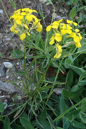Erysimum sylvestre \ Lack-Sch�terich, Felsen-Sch�terich / Wood Treacle Mustard, A Pusterwald, Eiskar 29.7.2021
