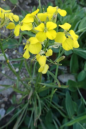 Erysimum sylvestre \ Lack-Sch�terich, Felsen-Sch�terich / Wood Treacle Mustard, A Pusterwald, Eiskar 29.7.2021