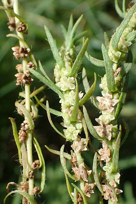 Bassia scoparia \ Besen-Radmelde, Sommerzypresse / Summer Cypress, A Weiden am Neusiedler See 28.9.2022