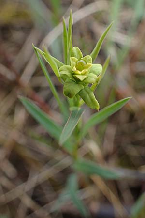 Euphorbia seguieriana \ Steppen-Wolfsmilch / Seguier's Spurge, A Wien 2.4.2023