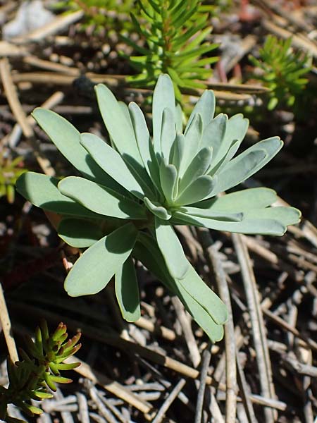 Euphorbia saxatilis \ Fels-Wolfsmilch / Rock Spurge, A Bad V&ouml;slau 7.7.2023