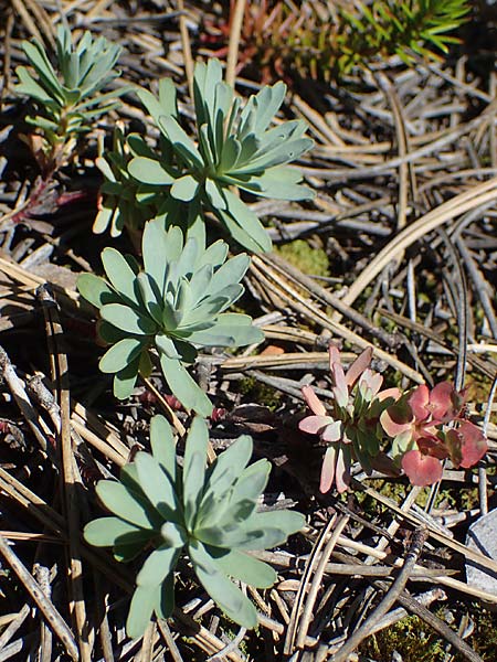 Euphorbia saxatilis \ Fels-Wolfsmilch / Rock Spurge, A Bad V&ouml;slau 7.7.2023