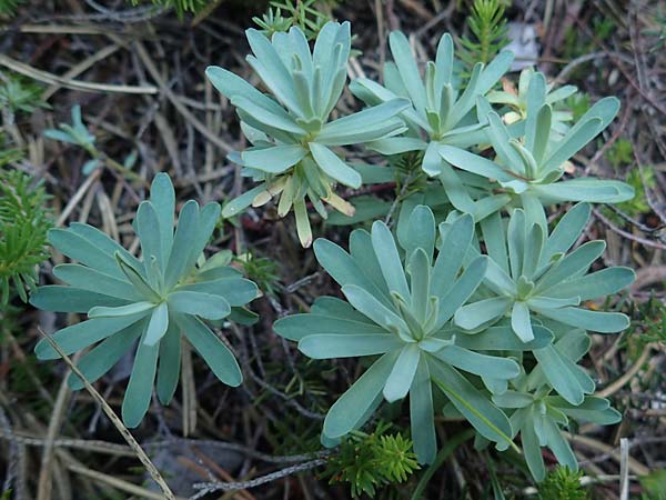 Euphorbia saxatilis \ Fels-Wolfsmilch / Rock Spurge, A Bad V&ouml;slau 7.7.2023