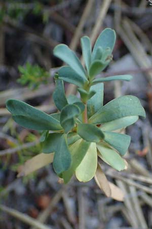 Euphorbia saxatilis \ Fels-Wolfsmilch / Rock Spurge, A Bad V&ouml;slau 7.7.2023