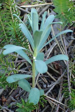Euphorbia saxatilis \ Fels-Wolfsmilch / Rock Spurge, A Bad V&ouml;slau 7.7.2023