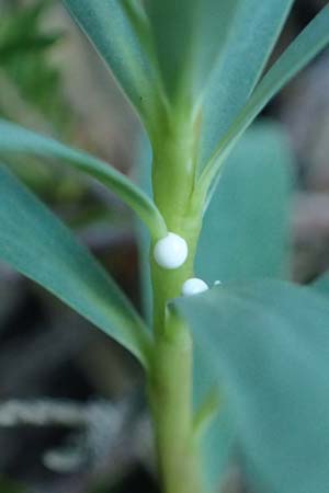 Euphorbia saxatilis \ Fels-Wolfsmilch / Rock Spurge, A Bad V&ouml;slau 7.7.2023