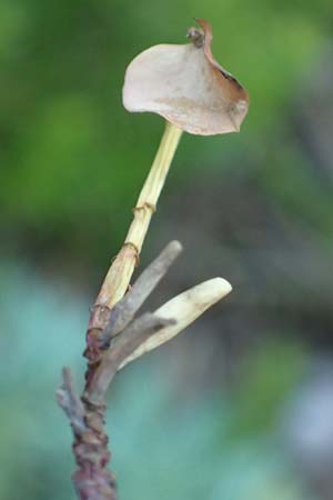 Euphorbia saxatilis \ Fels-Wolfsmilch / Rock Spurge, A Bad V&ouml;slau 7.7.2023