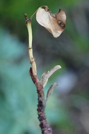 Euphorbia saxatilis \ Fels-Wolfsmilch / Rock Spurge, A Bad V&ouml;slau 7.7.2023