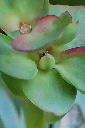 Euphorbia saxatilis \ Fels-Wolfsmilch / Rock Spurge, A Bad V&ouml;slau 7.7.2023