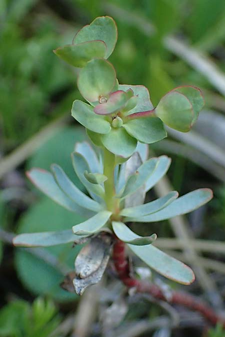 Euphorbia saxatilis \ Fels-Wolfsmilch / Rock Spurge, A Bad V&ouml;slau 7.7.2023