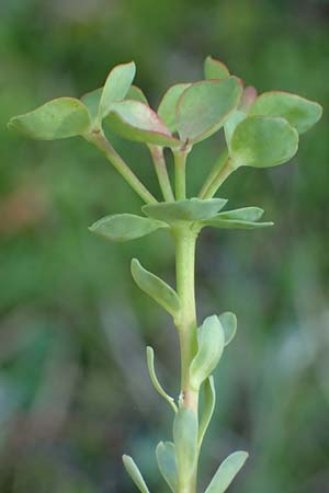 Euphorbia saxatilis \ Fels-Wolfsmilch / Rock Spurge, A Bad V&ouml;slau 7.7.2023
