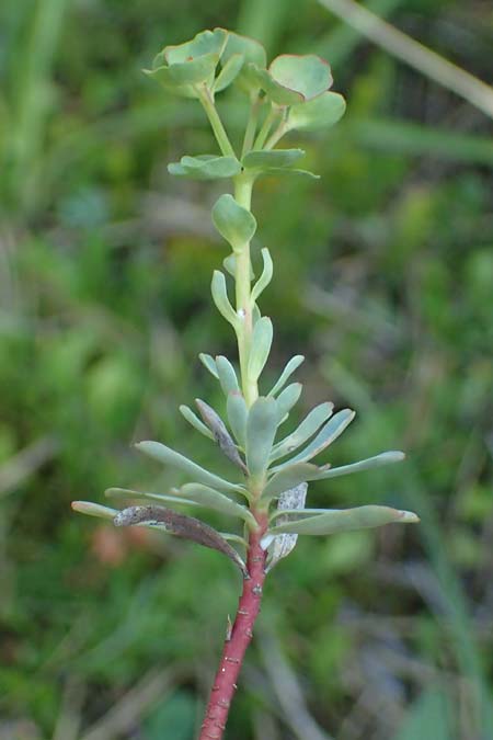 Euphorbia saxatilis \ Fels-Wolfsmilch / Rock Spurge, A Bad V&ouml;slau 7.7.2023