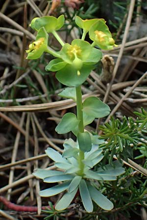 Euphorbia saxatilis \ Fels-Wolfsmilch / Rock Spurge, A Bad V&ouml;slau 12.5.2025
