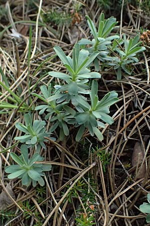 Euphorbia saxatilis \ Fels-Wolfsmilch / Rock Spurge, A Bad V&ouml;slau 12.5.2025