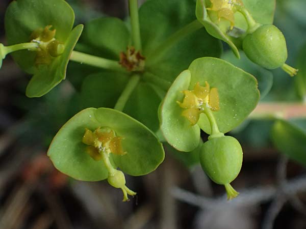 Euphorbia saxatilis \ Fels-Wolfsmilch / Rock Spurge, A Bad V&ouml;slau 12.5.2025